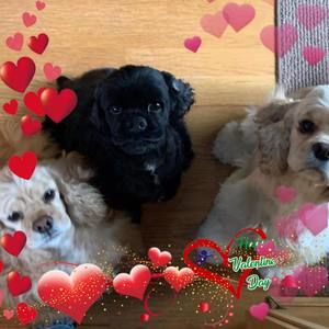 Meet your Posher, Carol